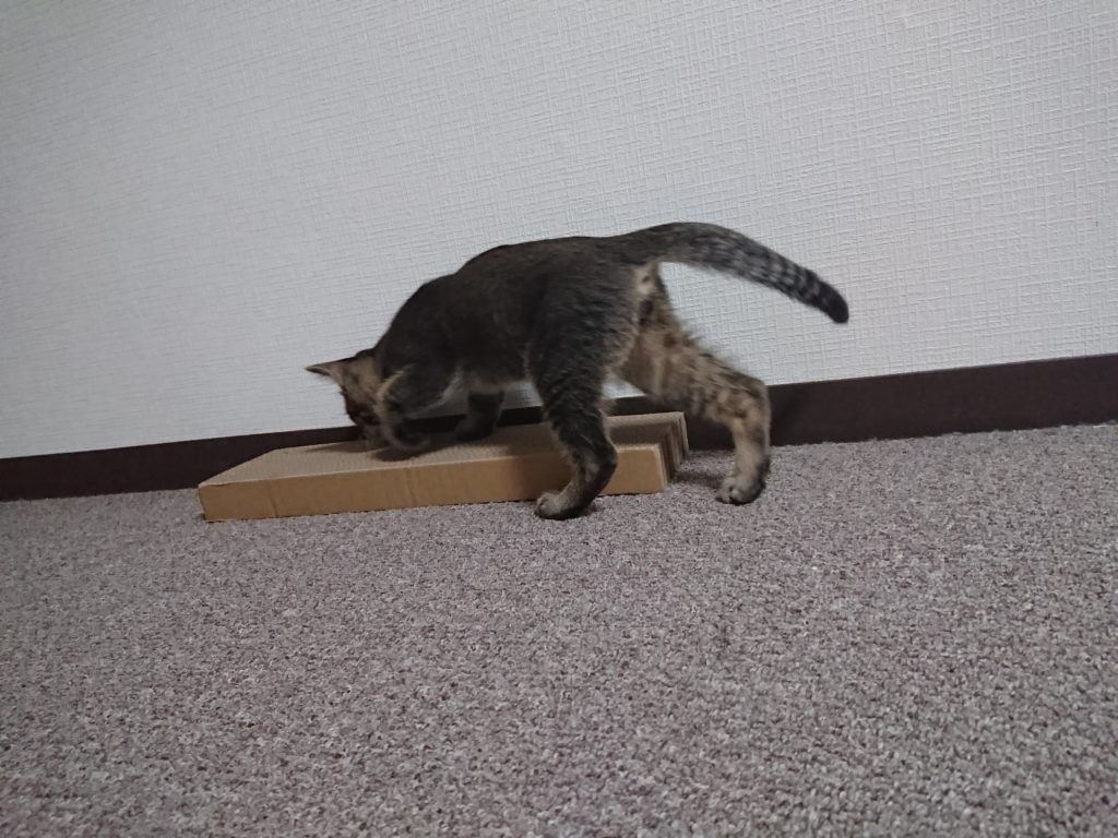 猫の爪とぎ対策はどうするのがいいの？理由に合わせてしつけをしよう！