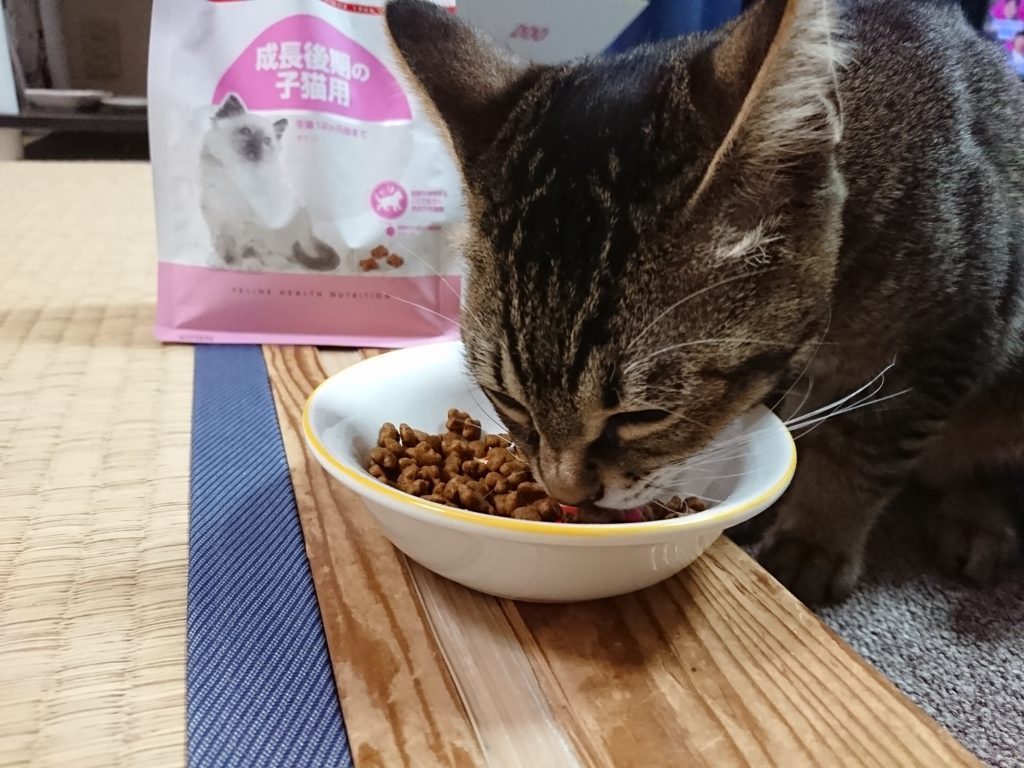 【猫の餌】ロイヤルカナンの量はどれくらいが最適？実際に購入して検証