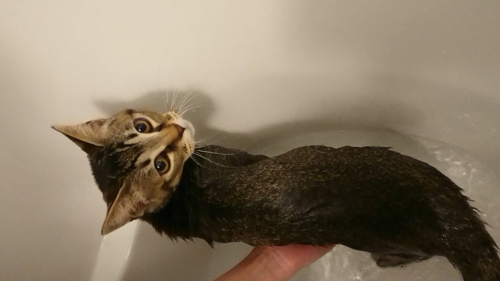 猫の風呂の頻度はどれくらい？入れ方や最適な温度を徹底調査！