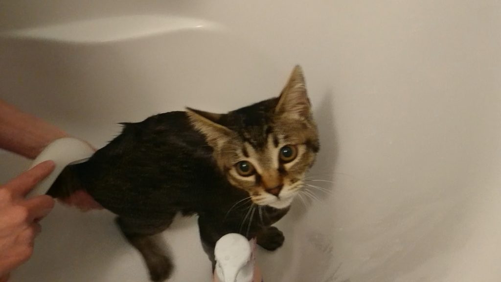 猫がお風呂を嫌がるので入れるのは大変なのです。
